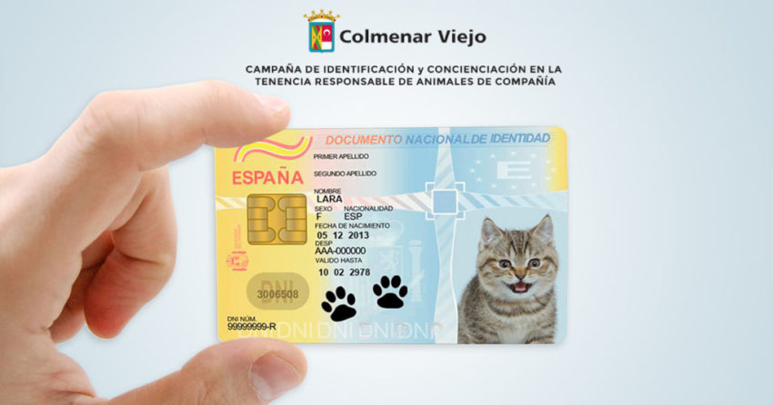 Gatos y perros podrían tener su DNI en España