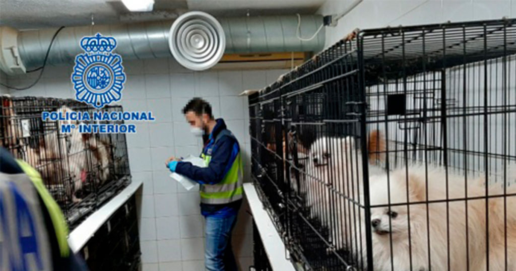La Policía Nacional desmantela en Madrid dos criaderos ilegales de chihuahuas y rescata 270 perros