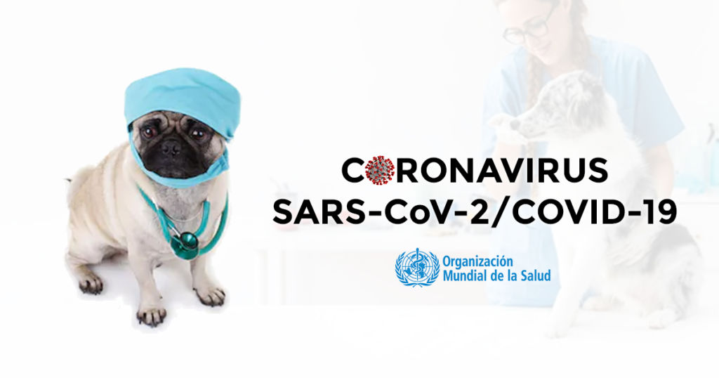 Coronavirus en mascotas ¿pueden contagiarse o ser transmisores?